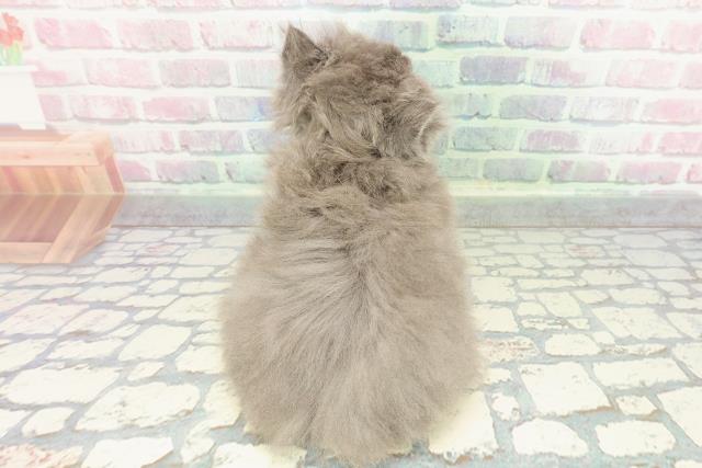 東京都のブリティッシュロングヘアー (Coo&RIKU池袋西口店/2025年12月28日生まれ/女の子/ブルー)の子猫の4枚目の画像