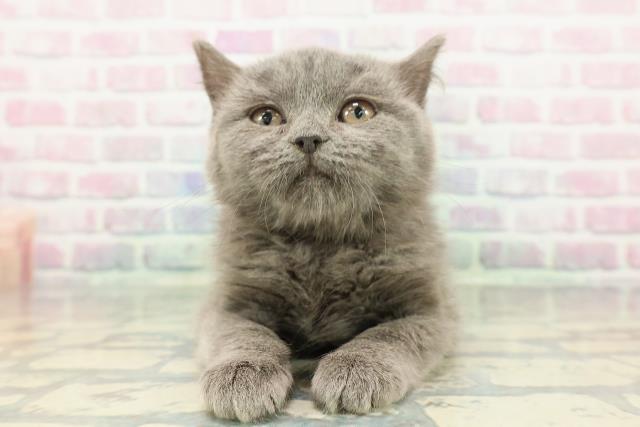 ブリティッシュショートヘアー