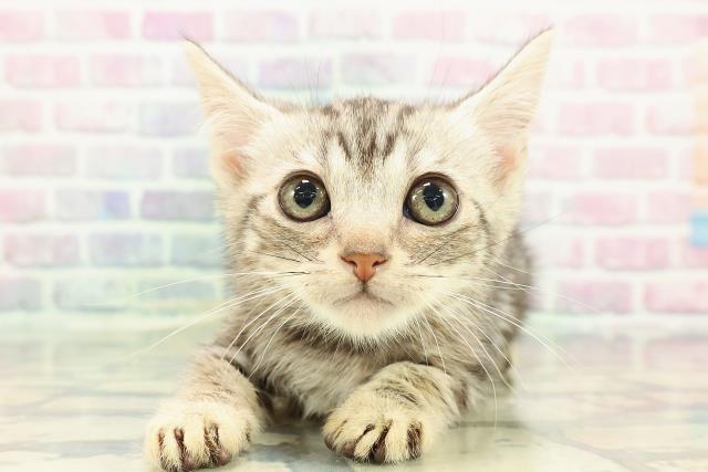 東京都のアメリカンショートヘアー (Coo&RIKUフレスポ住吉店/2025年12月25日生まれ/男の子/シルバータビー)の子猫の1枚目の画像