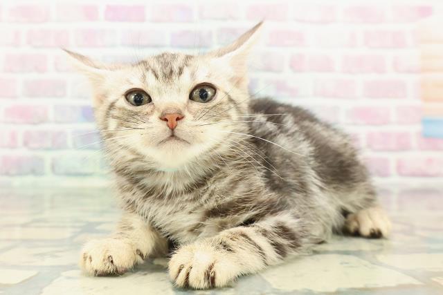 東京都のアメリカンショートヘアー (Coo&RIKUフレスポ住吉店/2025年12月25日生まれ/男の子/シルバータビー)の子猫の2枚目の画像