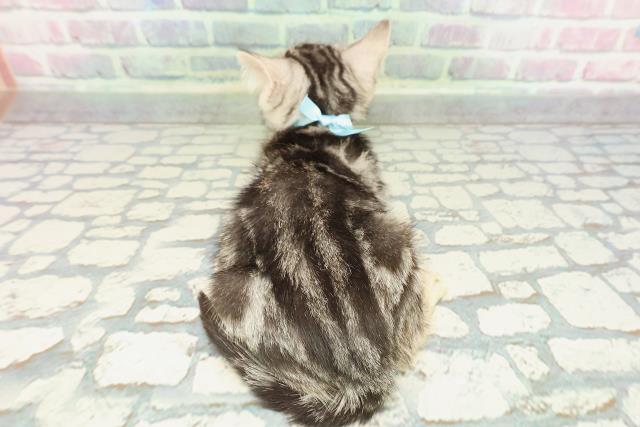 東京都のアメリカンショートヘアー (Coo&RIKUフレスポ住吉店/2025年12月25日生まれ/男の子/シルバータビー)の子猫の4枚目の画像