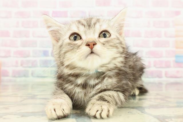 東京都のアメリカンショートヘアー (Coo&RIKU阿佐ヶ谷店/2025年12月25日生まれ/男の子/シルバータビー)の子猫の1枚目の画像