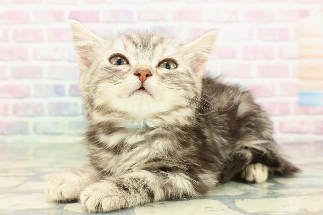 東京都のアメリカンショートヘアー (Coo&RIKU阿佐ヶ谷店/2025年12月25日生まれ/男の子/シルバータビー)の子猫の2枚目の画像