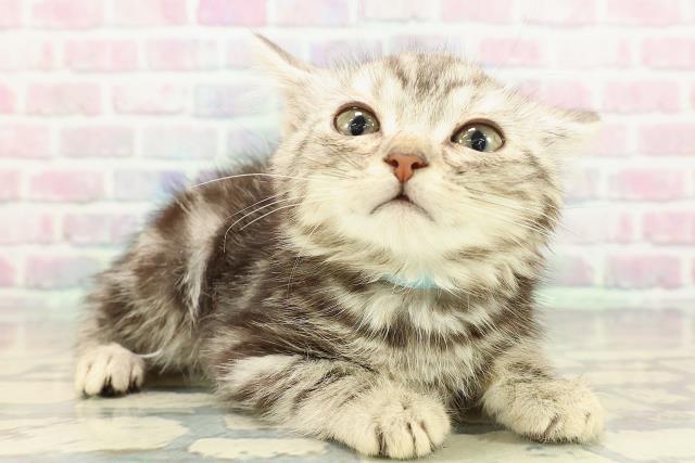 東京都のアメリカンショートヘアー (Coo&RIKU阿佐ヶ谷店/2025年12月25日生まれ/男の子/シルバータビー)の子猫の3枚目の画像