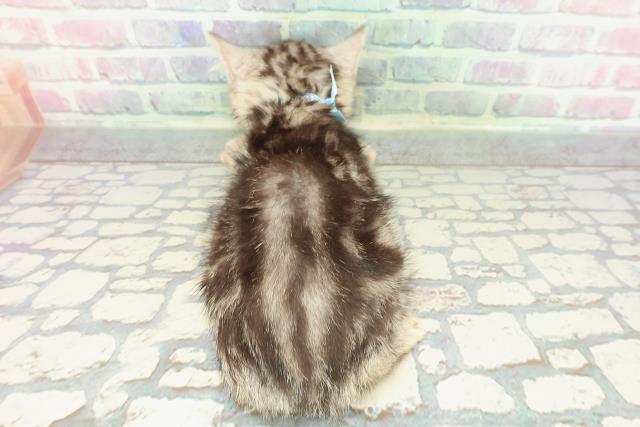 東京都のアメリカンショートヘアー (Coo&RIKU阿佐ヶ谷店/2025年12月25日生まれ/男の子/シルバータビー)の子猫の4枚目の画像