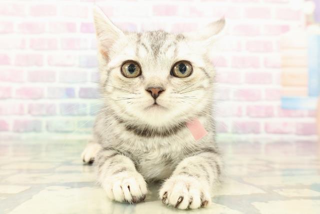 東京都のアメリカンショートヘアー (Coo&RIKU赤坂店/2025年12月25日生まれ/女の子/シルバータビー)の子猫の1枚目の画像