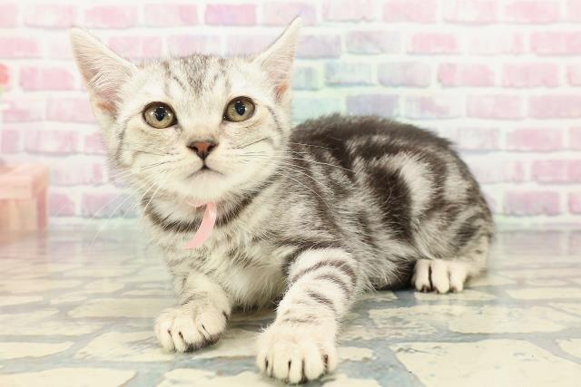 東京都のアメリカンショートヘアー (Coo&RIKU赤坂店/2025年12月25日生まれ/女の子/シルバータビー)の子猫の2枚目の画像