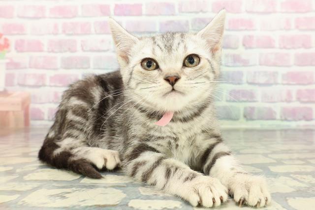 東京都のアメリカンショートヘアー (Coo&RIKU赤坂店/2025年12月25日生まれ/女の子/シルバータビー)の子猫の3枚目の画像