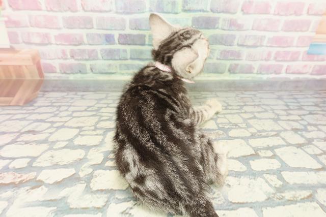 東京都のアメリカンショートヘアー (Coo&RIKU赤坂店/2025年12月25日生まれ/女の子/シルバータビー)の子猫の4枚目の画像