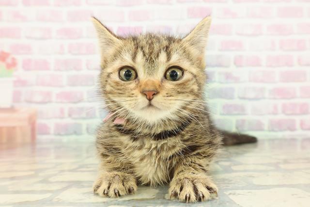 東京都のアメリカンショートヘアー (Coo&RIKU自由が丘店/2025年12月25日生まれ/女の子/ブラウンタビー)の子猫の1枚目の画像