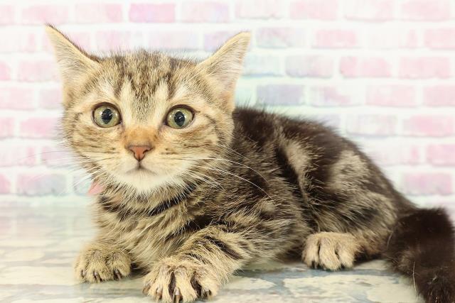 東京都のアメリカンショートヘアー (Coo&RIKU自由が丘店/2025年12月25日生まれ/女の子/ブラウンタビー)の子猫の2枚目の画像