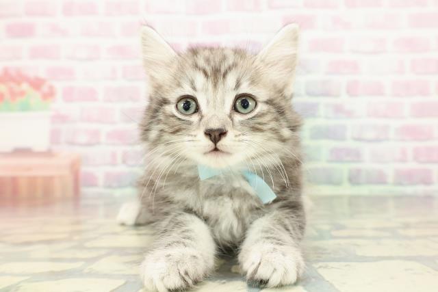 宮城県のアメリカンカール (Coo&RIKU石巻店/2025年12月26日生まれ/男の子/シルバータビー)の子猫の1枚目の画像