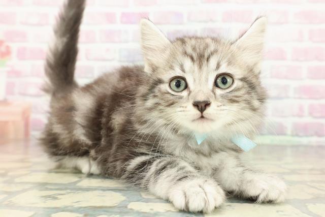 宮城県のアメリカンカール (Coo&RIKU石巻店/2025年12月26日生まれ/男の子/シルバータビー)の子猫の3枚目の画像