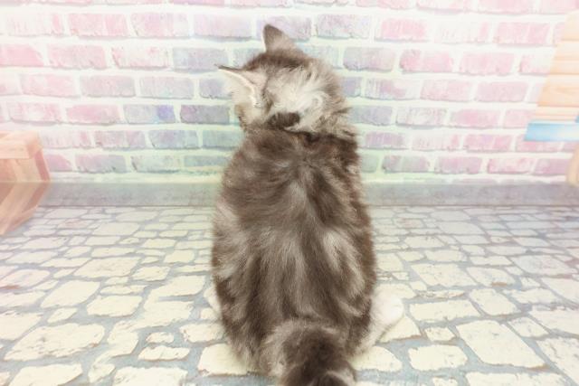 宮城県のアメリカンカール (Coo&RIKU石巻店/2025年12月26日生まれ/男の子/シルバータビー)の子猫の4枚目の画像