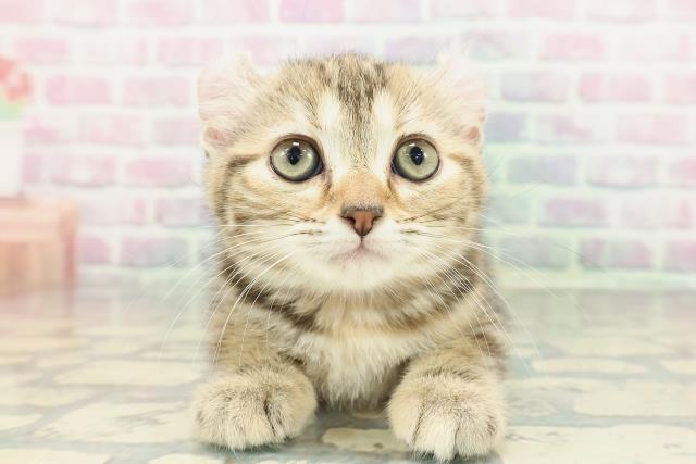 石川県のアメリカンカール (Coo&RIKU金沢店/2025年12月27日生まれ/女の子/ブラウンパッチドタビー)の子猫の1枚目の画像