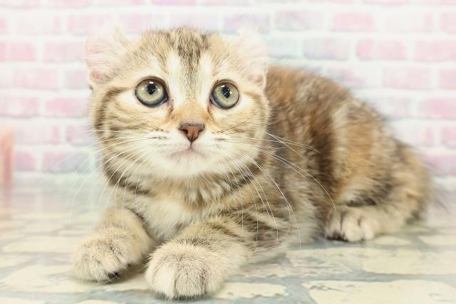 石川県のアメリカンカール (Coo&RIKU金沢店/2025年12月27日生まれ/女の子/ブラウンパッチドタビー)の子猫の2枚目の画像