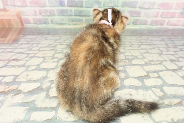 石川県のアメリカンカール (Coo&RIKU金沢店/2025年12月27日生まれ/女の子/ブラウンパッチドタビー)の子猫の4枚目の画像