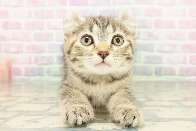 石川県のアメリカンカール (Coo&RIKUイオン野々市南店/2025年12月27日生まれ/女の子/ブラウンタビー)の子猫の1枚目の画像