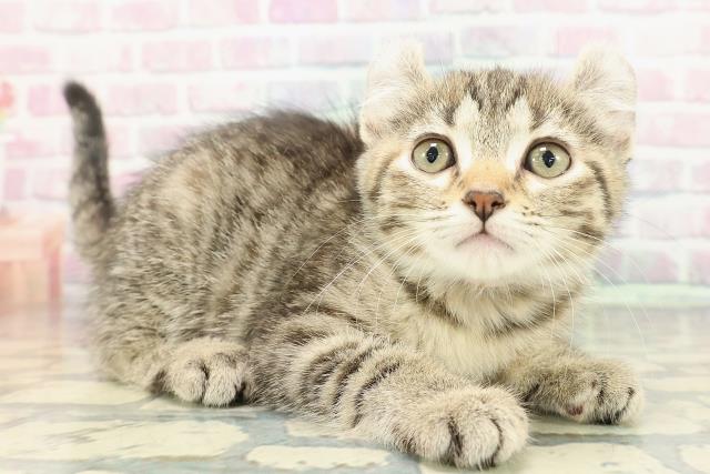 石川県のアメリカンカール (Coo&RIKUイオン野々市南店/2025年12月27日生まれ/女の子/ブラウンタビー)の子猫の3枚目の画像