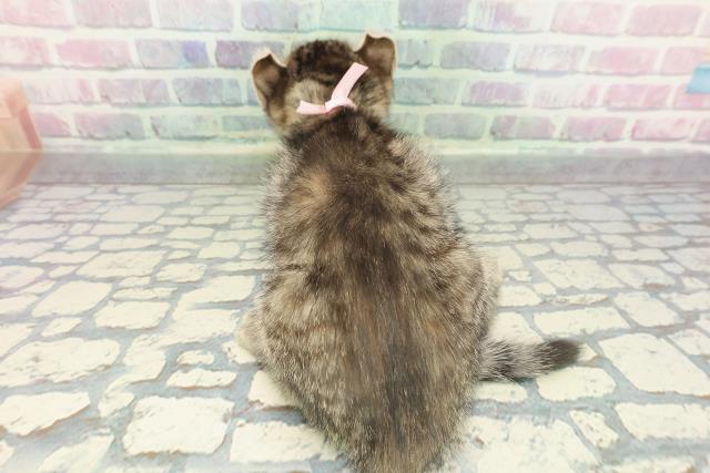 石川県のアメリカンカール (Coo&RIKUイオン野々市南店/2025年12月27日生まれ/女の子/ブラウンタビー)の子猫の4枚目の画像