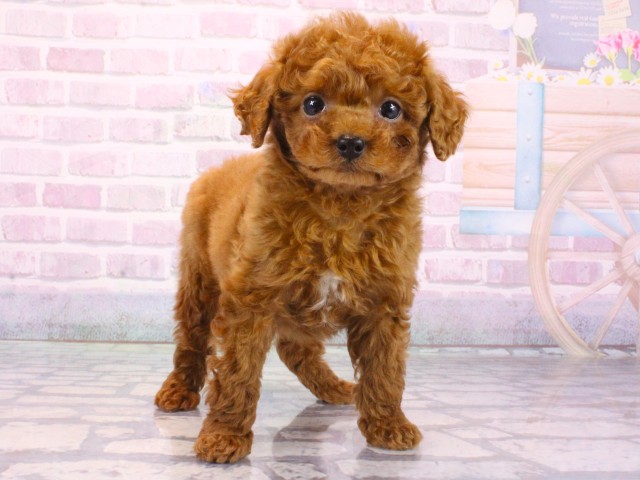 滋賀県のトイプードル(トイ) (Coo&RIKU東近江店/2025年12月28日生まれ/男の子/レッドフォーン)の子犬の1枚目の画像