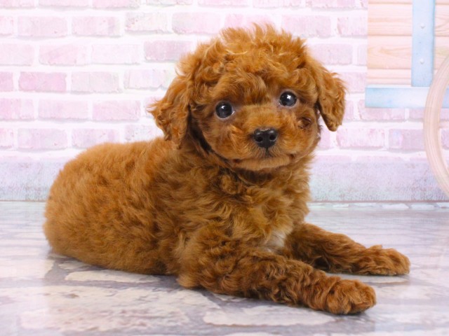 滋賀県のトイプードル(トイ) (Coo&RIKU東近江店/2025年12月28日生まれ/男の子/レッドフォーン)の子犬の2枚目の画像