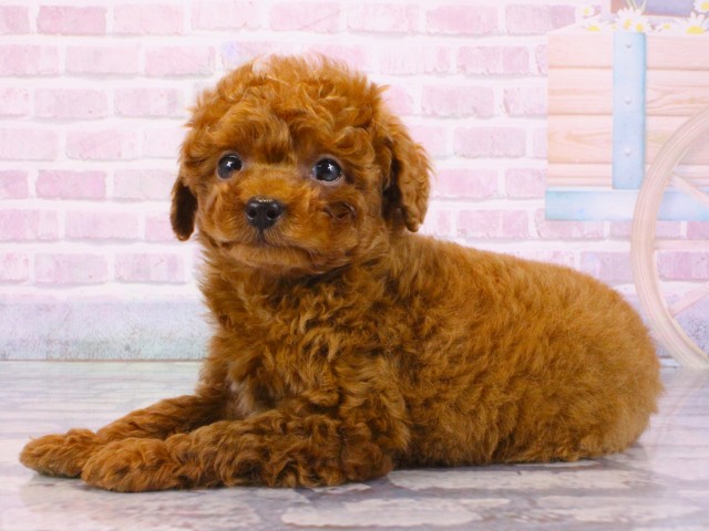 滋賀県のトイプードル(トイ) (Coo&RIKU東近江店/2025年12月28日生まれ/男の子/レッドフォーン)の子犬の3枚目の画像