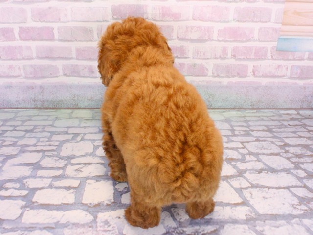 滋賀県のトイプードル(トイ) (Coo&RIKU東近江店/2025年12月28日生まれ/男の子/レッドフォーン)の子犬の4枚目の画像