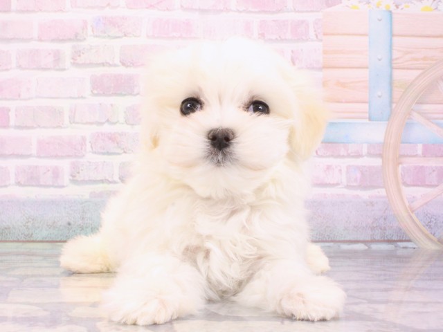 大阪府のマルチーズ (Coo&RIKU心斎橋店/2025年12月27日生まれ/女の子/ホワイト)の子犬の1枚目の画像