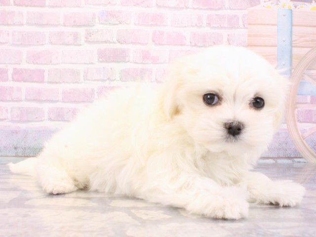 大阪府のマルチーズ (Coo&RIKU心斎橋店/2025年12月27日生まれ/女の子/ホワイト)の子犬の2枚目の画像