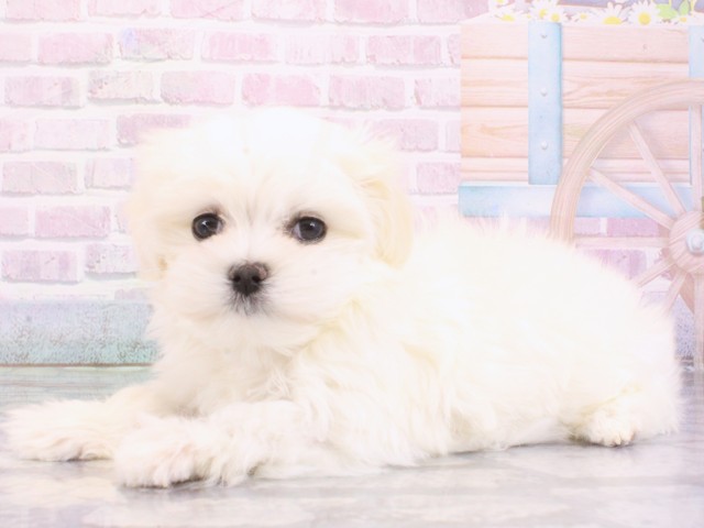 大阪府のマルチーズ (Coo&RIKU心斎橋店/2025年12月27日生まれ/女の子/ホワイト)の子犬の3枚目の画像