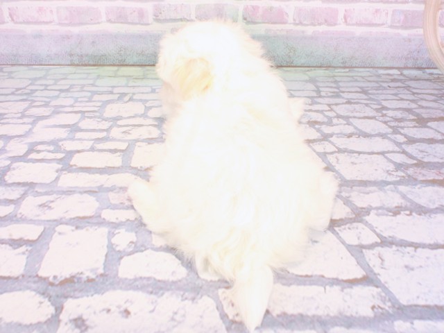 大阪府のマルチーズ (Coo&RIKU心斎橋店/2025年12月27日生まれ/女の子/ホワイト)の子犬の4枚目の画像