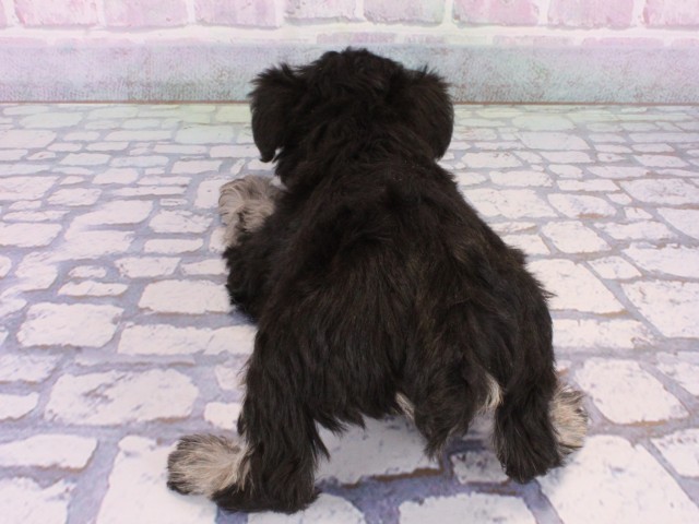 滋賀県のミニチュアシュナウザー (Coo&RIKUアヤハディオ水口店/2025年12月28日生まれ/女の子/ブラックシルバー)の子犬の4枚目の画像