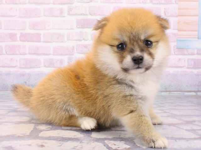 大阪府のポメ柴/豆ポメ/ポメ豆柴(ポメラニアン×柴犬) (Coo&RIKU茶屋町店/2025年12月20日生まれ/女の子/赤)の子犬の2枚目の画像