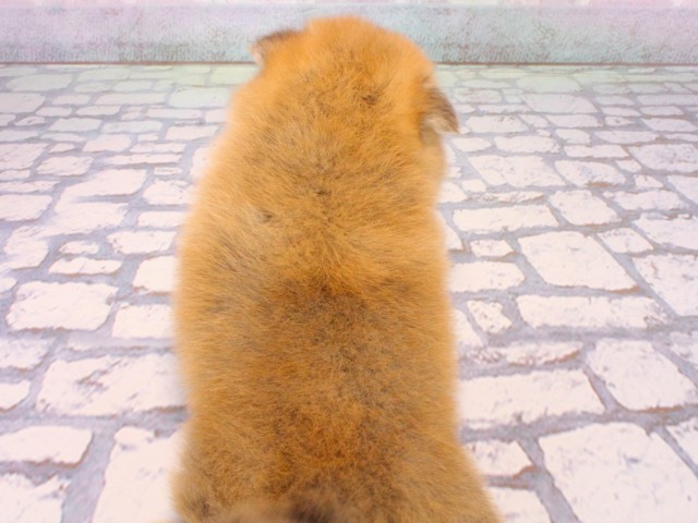 大阪府のポメ柴/豆ポメ/ポメ豆柴(ポメラニアン×柴犬) (Coo&RIKU茶屋町店/2025年12月20日生まれ/女の子/赤)の子犬の4枚目の画像