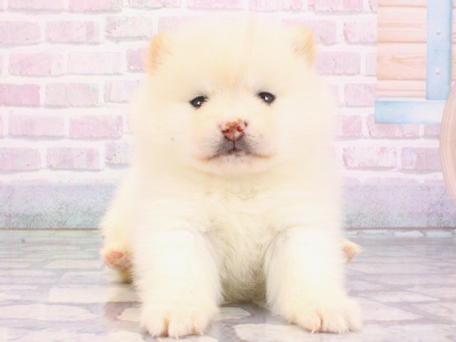 京都府のポメ柴/豆ポメ/ポメ豆柴(ポメラニアン×柴犬) (Coo&RIKU京都河原町店/2025年12月27日生まれ/女の子/白)の子犬の1枚目の画像