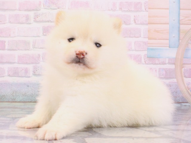京都府のポメ柴/豆ポメ/ポメ豆柴(ポメラニアン×柴犬) (Coo&RIKU京都河原町店/2025年12月27日生まれ/女の子/白)の子犬の3枚目の画像