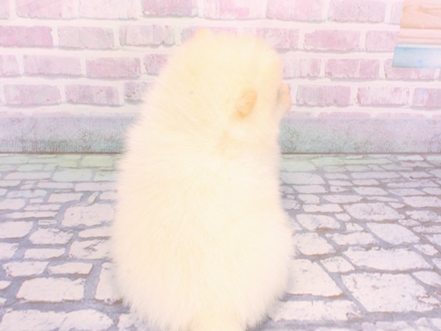 京都府のポメ柴/豆ポメ/ポメ豆柴(ポメラニアン×柴犬) (Coo&RIKU京都河原町店/2025年12月27日生まれ/女の子/白)の子犬の4枚目の画像