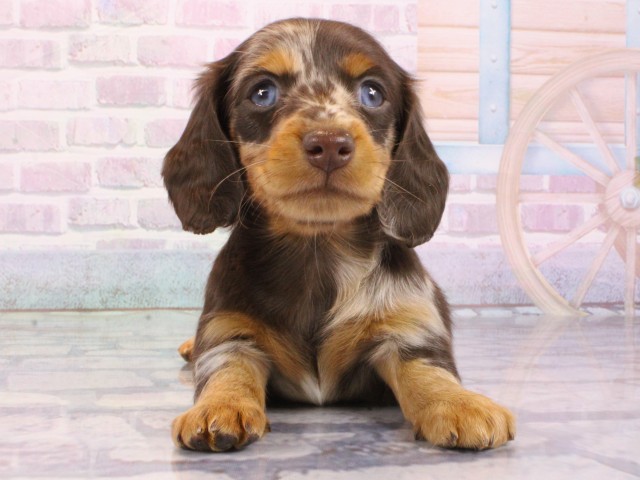 大阪府のカニンヘンダックスフンド(ロング) (Coo&RIKU心斎橋店/2025年12月27日生まれ/女の子/チョコレートダップル)の子犬の1枚目の画像