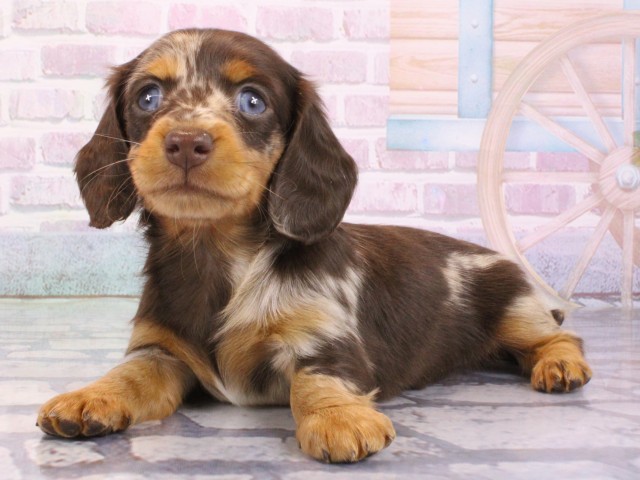 大阪府のカニンヘンダックスフンド(ロング) (Coo&RIKU心斎橋店/2025年12月27日生まれ/女の子/チョコレートダップル)の子犬の3枚目の画像