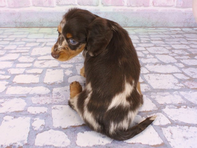 大阪府のカニンヘンダックスフンド(ロング) (Coo&RIKU心斎橋店/2025年12月27日生まれ/女の子/チョコレートダップル)の子犬の4枚目の画像