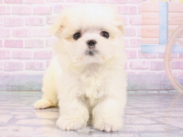 兵庫県のマルチーズ (Coo&RIKU神戸三宮店/2025年12月26日生まれ/男の子/ホワイト)の子犬の1枚目の画像