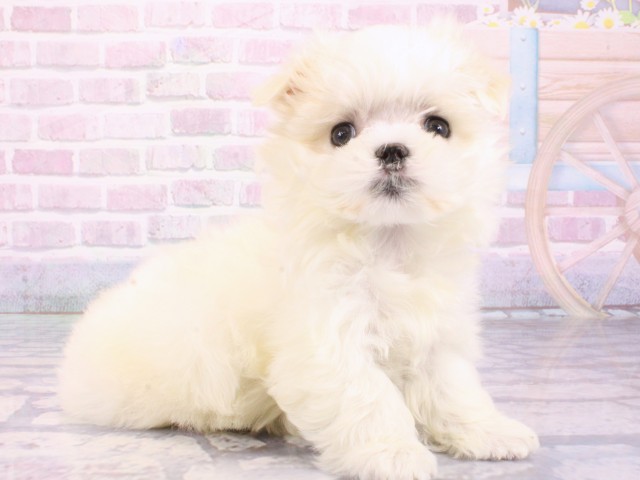 兵庫県のマルチーズ (Coo&RIKU神戸三宮店/2025年12月26日生まれ/男の子/ホワイト)の子犬の2枚目の画像