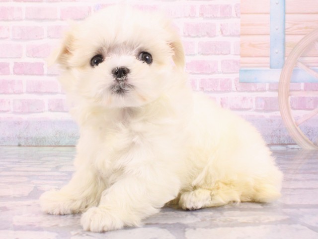 兵庫県のマルチーズ (Coo&RIKU神戸三宮店/2025年12月26日生まれ/男の子/ホワイト)の子犬の3枚目の画像