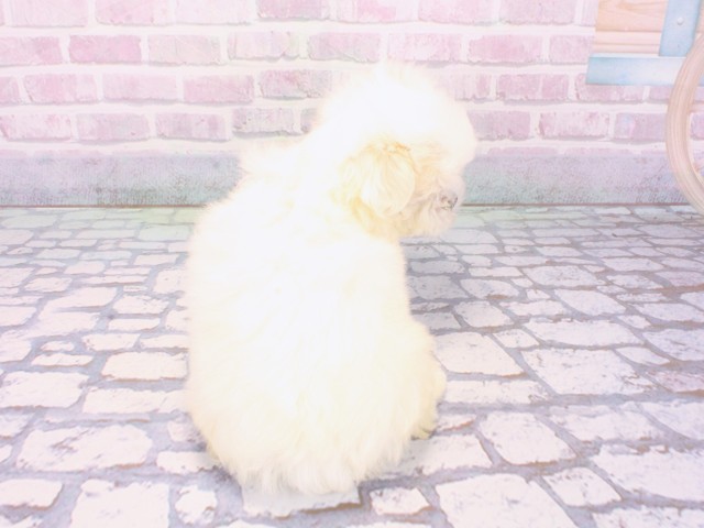 兵庫県のマルチーズ (Coo&RIKU神戸三宮店/2025年12月26日生まれ/男の子/ホワイト)の子犬の4枚目の画像
