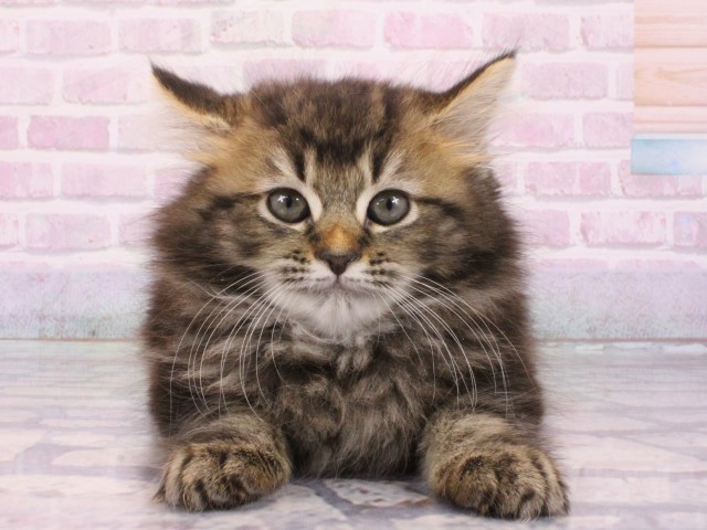 滋賀県のミヌエット (Coo&RIKU長浜店/2025年12月26日生まれ/女の子/ブラウンタビー)の子猫の1枚目の画像