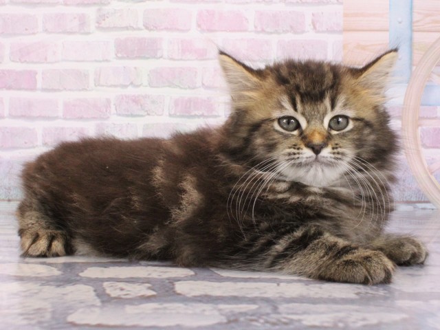 滋賀県のミヌエット (Coo&RIKU長浜店/2025年12月26日生まれ/女の子/ブラウンタビー)の子猫の2枚目の画像