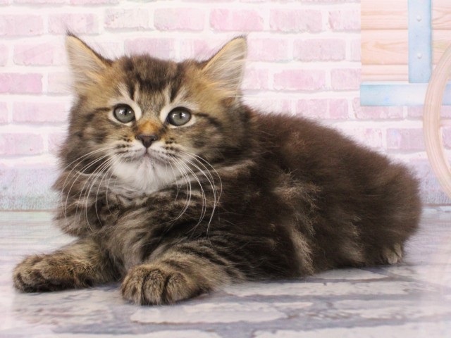 滋賀県のミヌエット (Coo&RIKU長浜店/2025年12月26日生まれ/女の子/ブラウンタビー)の子猫の3枚目の画像