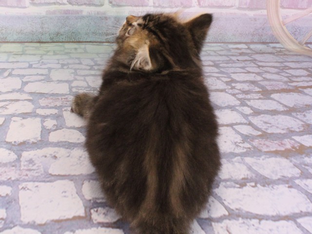 滋賀県のミヌエット (Coo&RIKU長浜店/2025年12月26日生まれ/女の子/ブラウンタビー)の子猫の4枚目の画像