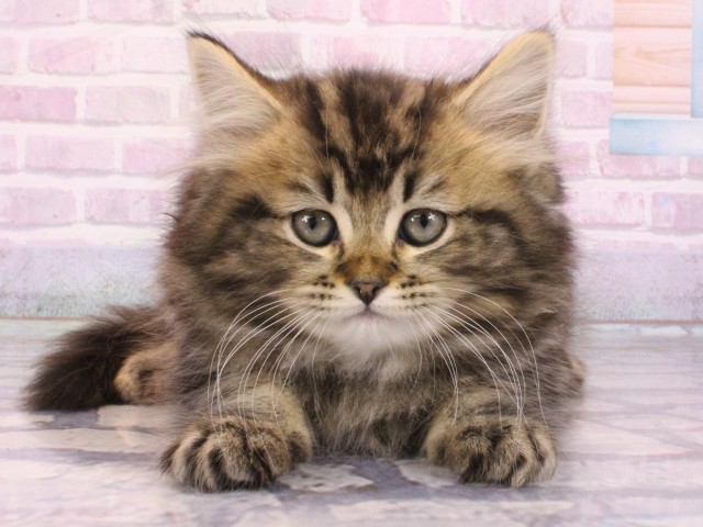 兵庫県のミヌエット (Coo&RIKU姫路店/2025年12月26日生まれ/男の子/ブラウンタビー)の子猫の1枚目の画像